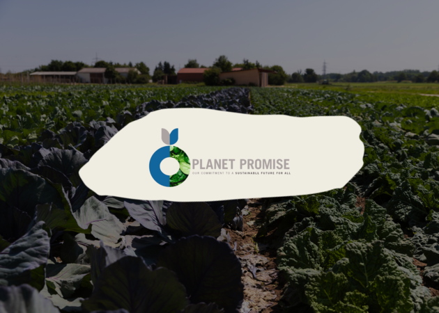 Ein Kohlrabifeld, darauf ist das Logo von Planet Promise zu sehen.