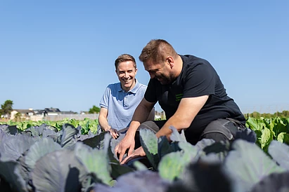 Zwei Männer, die in einem Feld knien und sich das Gemüse - Kohl - ansehen und darüber sprechen. Es handelt sich dabei um einen Biobauern und den Einkäufer zu Obst und Gemüse der Compass Group Deutschland GmbH.