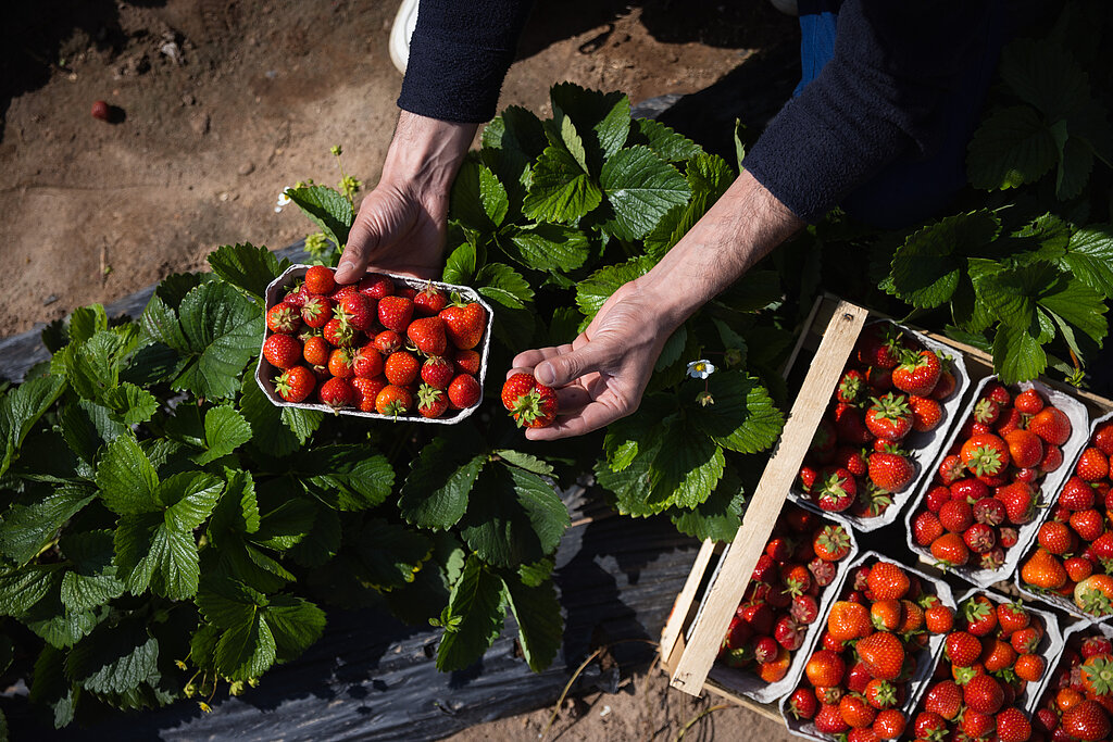 Eine Hand und frisch gepflückte Erdbeeren vom Feld.